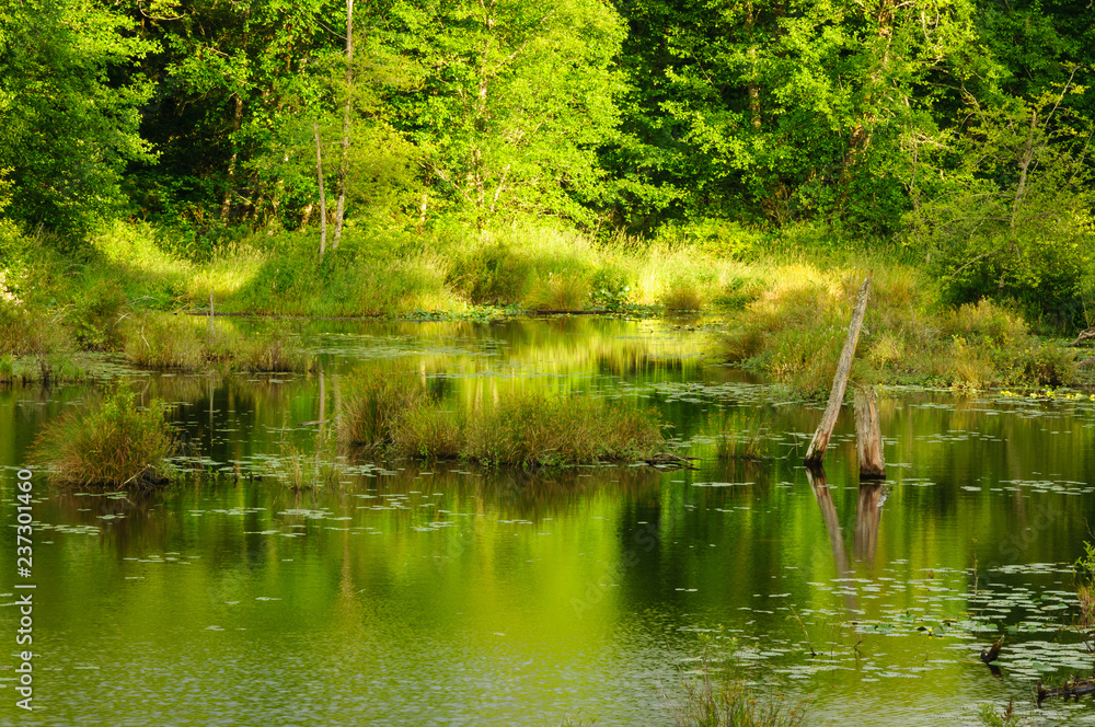 Obraz premium Pond