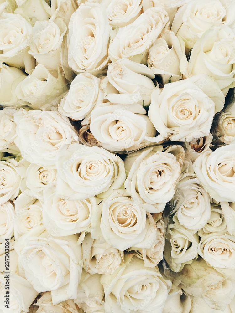 Wallpaper of white roses Stock Photo | Adobe Stock