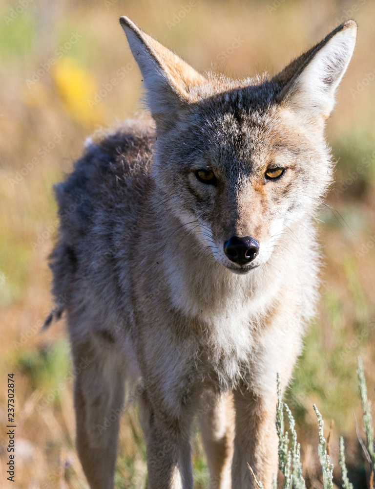 Wild coyote in Yellowstone National Park (Wyoming). Wild coyote in Yellowstone National Park (Wyoming).