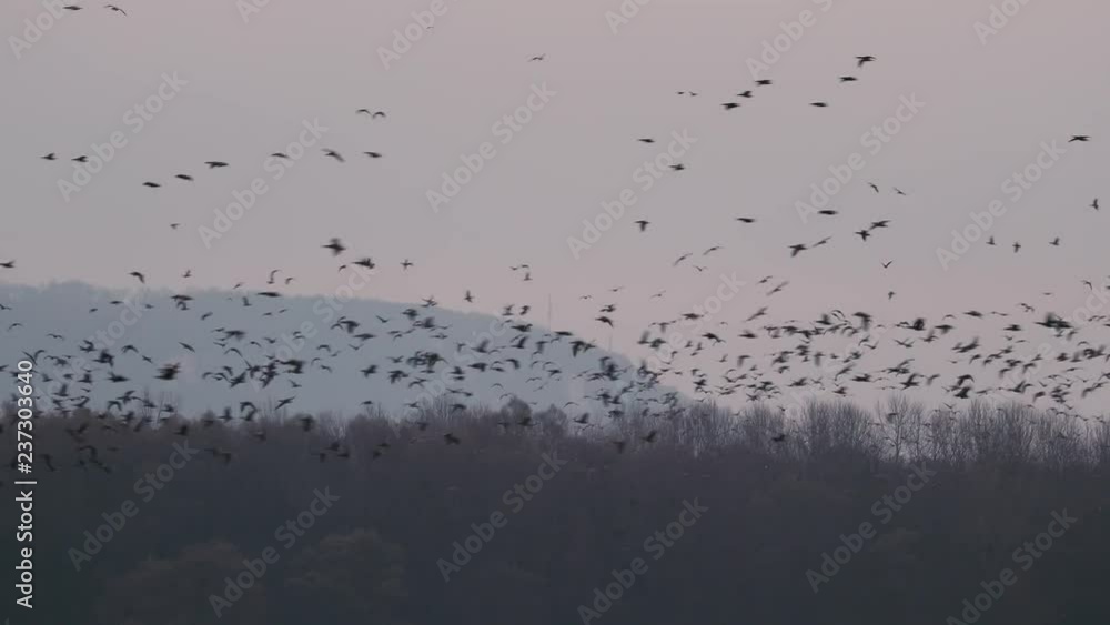 Many Geese Flying Many Geese Flying