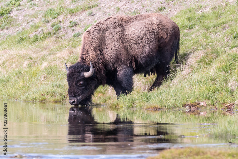 Wild bison in Yellowstone National Park (Wyoming) Wild bison in Yellowstone National Park (Wyoming)