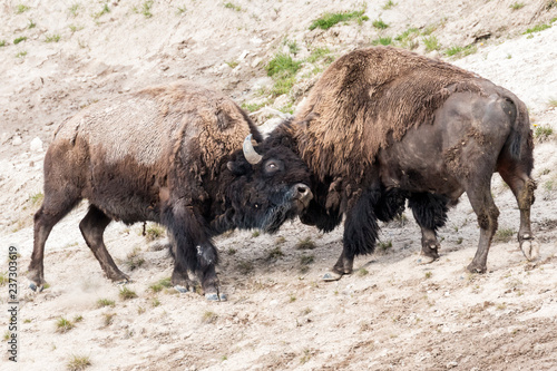 Wild bison in Yellowstone National Park (Wyoming) © Patrick
