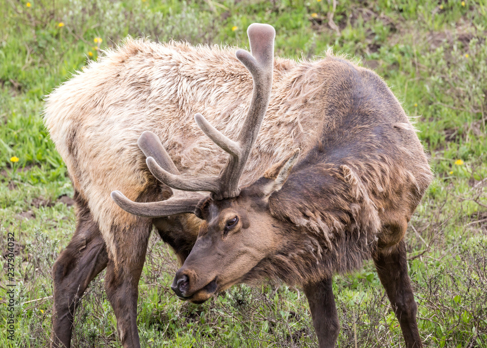 Wild elk in Yellowstone National Park (Wyoming). Wild elk in Yellowstone National Park (Wyoming).