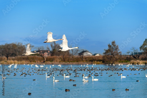 【新潟県瓢湖】白鳥が越冬のために訪れる瓢湖はラムサール条約登録湿地 photo