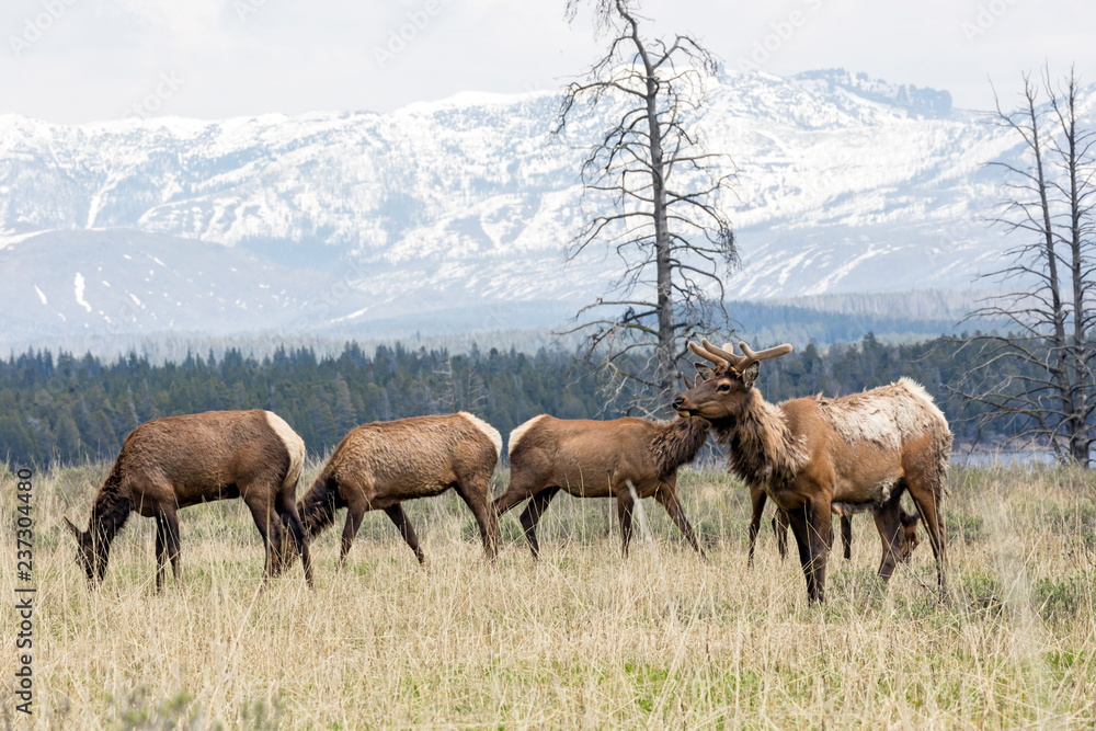 Fototapeta premium Wild elk in Yellowstone National Park (Wyoming).