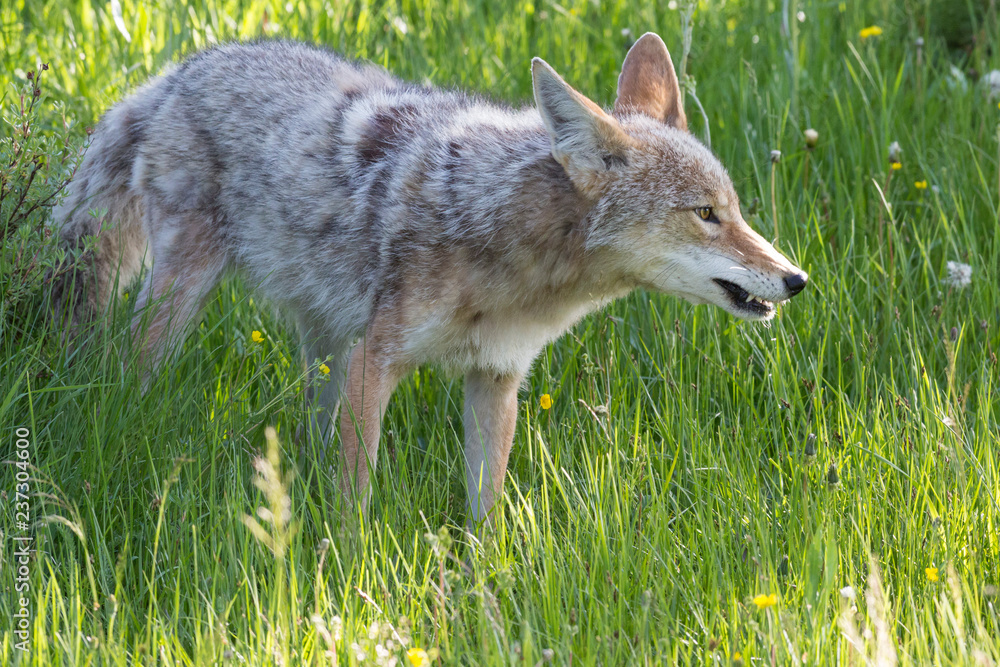 Fototapeta premium A wild coyote in Yellowstone National Park (Wyoming).