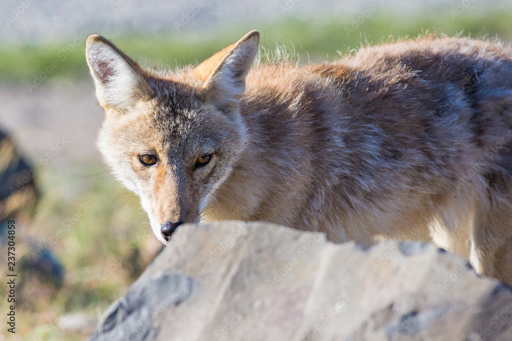 Fototapeta premium A wild coyote in Yellowstone National Park (Wyoming).