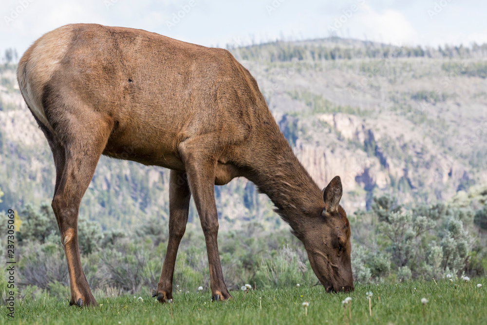 Wild elk in Yellowstone National Park (Wyoming). Wild elk in Yellowstone National Park (Wyoming).
