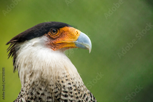 perfil de aguila caracara en la selva verde de leticia colombia