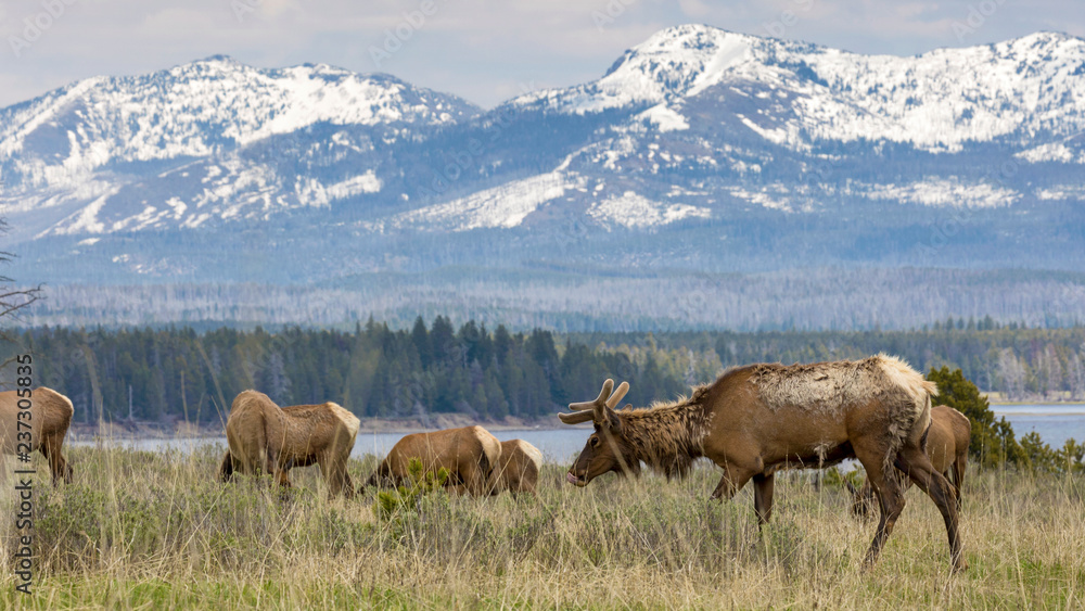 Fototapeta premium Wild elk in Yellowstone National Park (Wyoming).