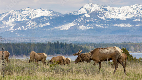 Wild elk in Yellowstone National Park  Wyoming .