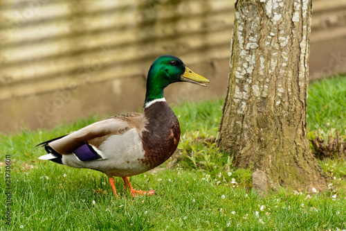 Mallard Drake