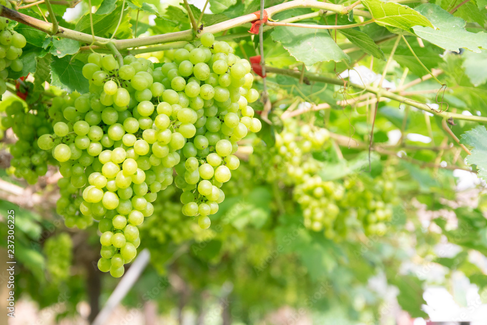 Bunch of green grapes on grapevine in vineyard. Bunch of green grapes on grapevine in vineyard.