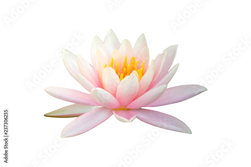 Fototapeta Naklejka Na Ścianę i Meble -  Beautiful pink Lotus flower isolated on white background.