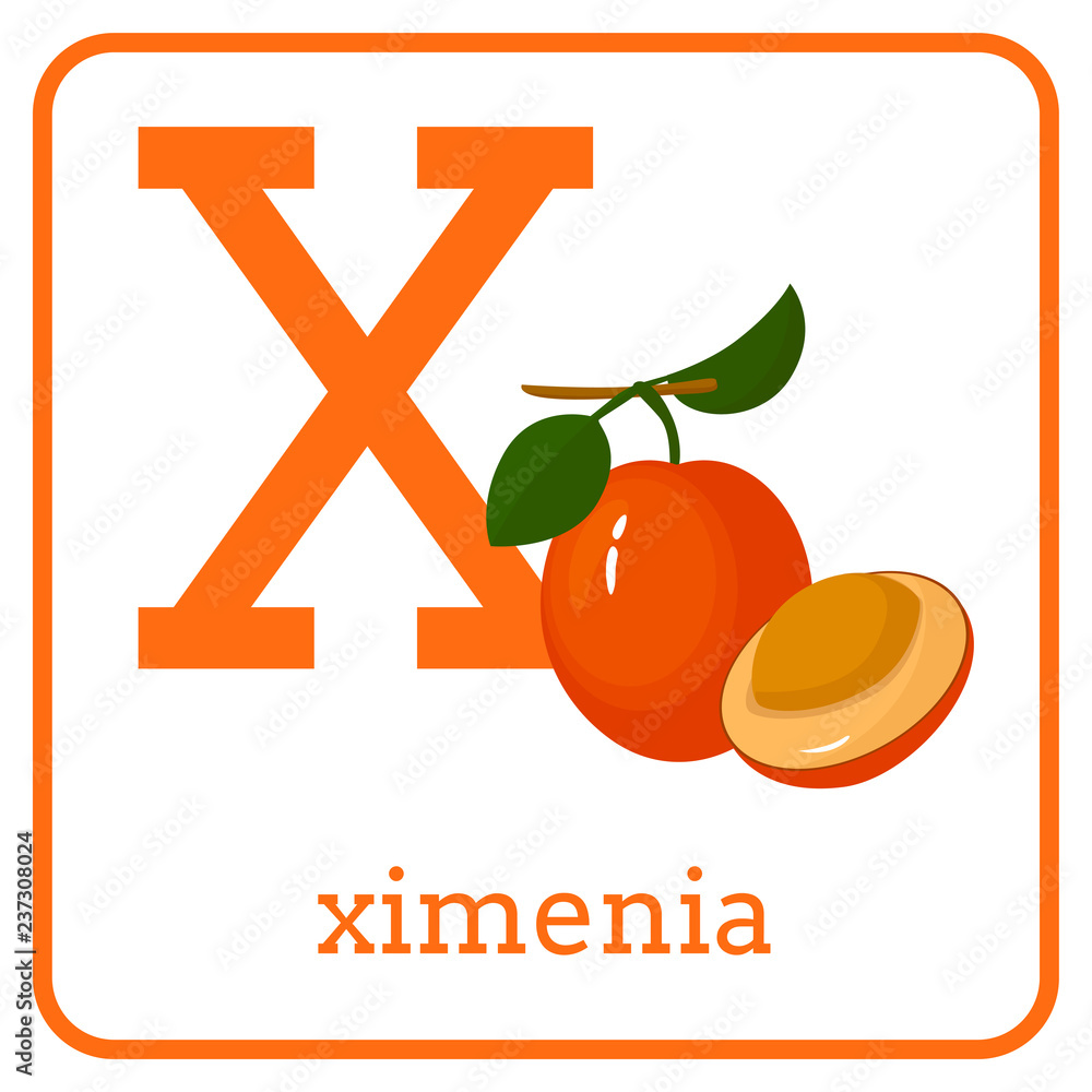 An alphabet with cute fruits, Letter X ximenia Stock Vector | Adobe Stock