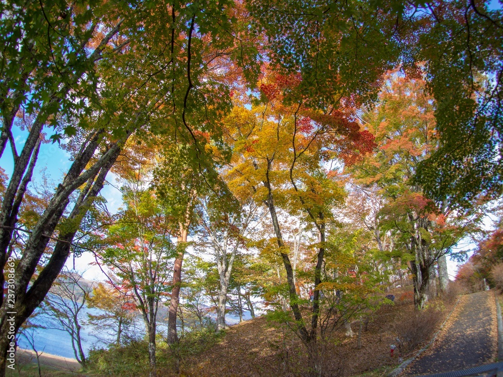 Naklejka premium 湖と紅葉