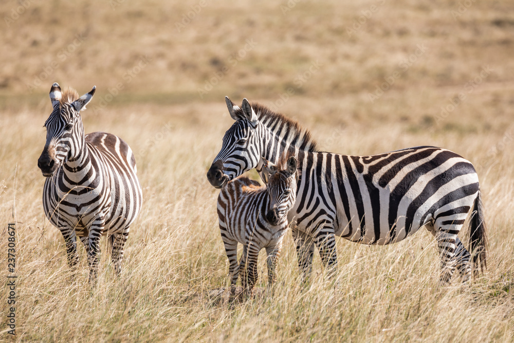 Plains zebra, Equus quagga, family of three- mother, father and baby, standing in the tall grass of the savannah in Kenya Plains zebra, Equus quagga, family of three- mother, father and baby, standing in the tall grass of the savannah in Kenya