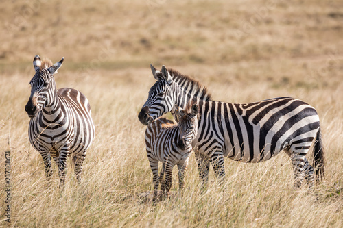 Plains zebra  Equus quagga  family of three- mother  father and baby  standing in the tall grass of the savannah in Kenya