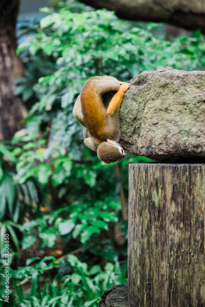 monkey monkey