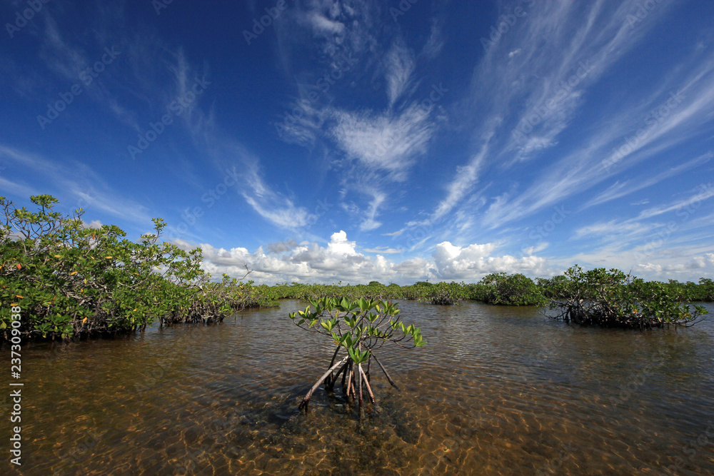 Mangrove trees under a dramatic cloudscape in the shallows of Barnes Sound, Florida. Mangrove trees under a dramatic cloudscape in the shallows of Barnes Sound, Florida.