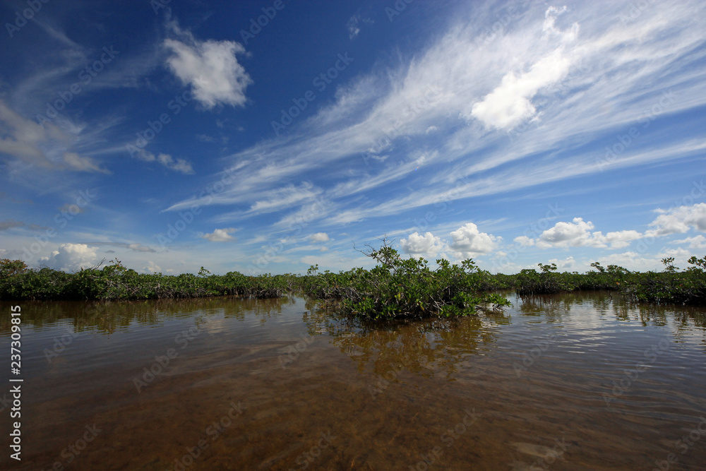 Mangrove trees under a dramatic cloudscape in the shallows of Barnes Sound, Florida.