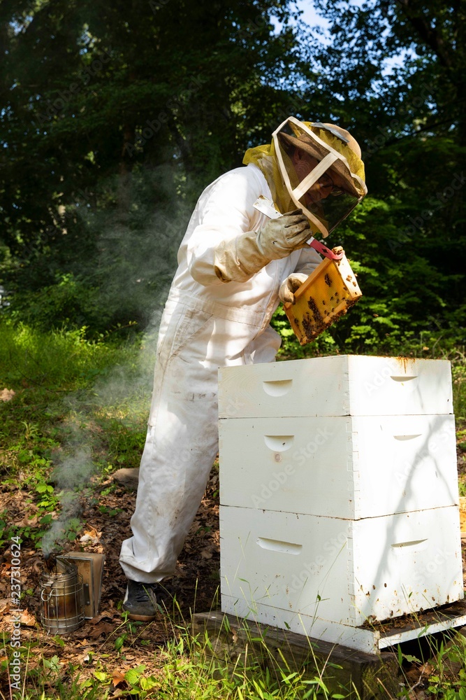 Beekeeper with honeycomb Beekeeper with honeycomb