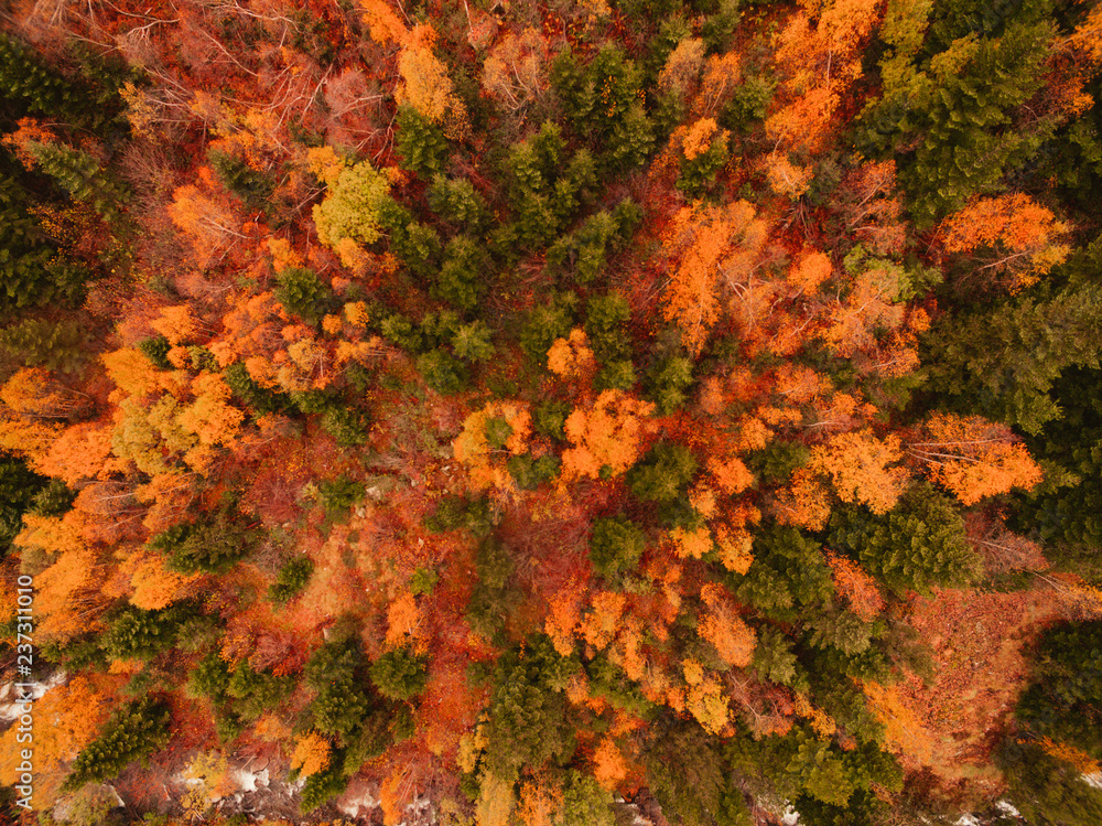 Picture of Autumn forest from above. Picture of Autumn forest from above.