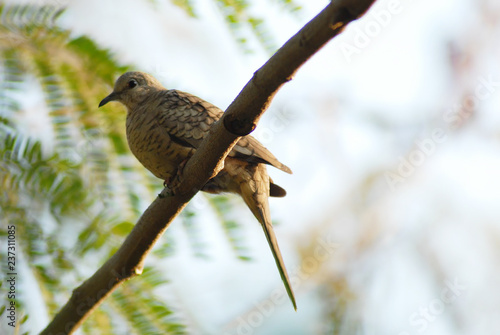 tortolita en arbol de huaje photo