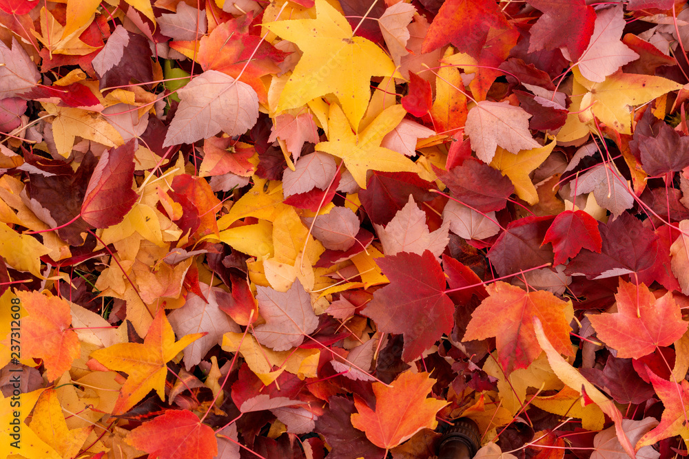 Autumn Leaves On Forest Floor Autumn Leaves On Forest Floor