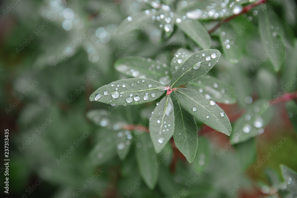 Natural green background with leaf and drops of water Natural green background with leaf and drops of water