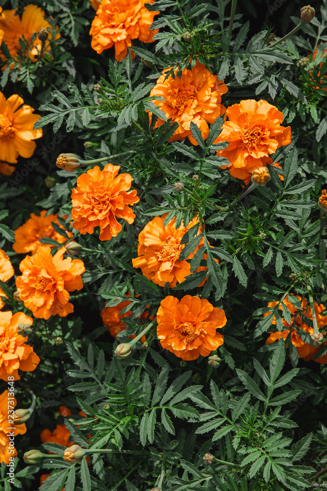 Background of orange marigolds flowers. Spring and summer theme. Background of orange marigolds flowers. Spring and summer theme.