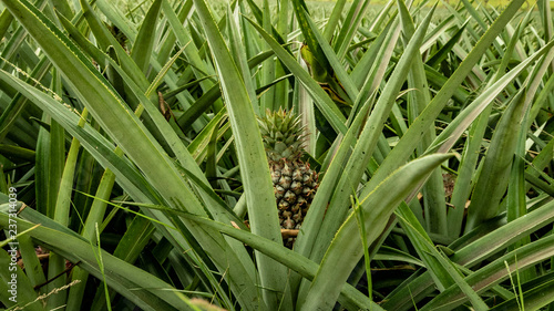 That is how pineapples grow in Mexico. This is how they are formed and this is what they look like before collection.