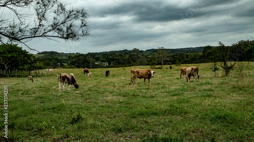  While we were driving, we saw the ranch. Pleasant cows and bulls were glad to meet you. Some even posed for the camera.