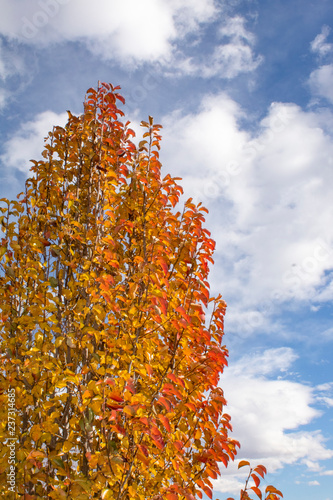 orange and yellow leaves turned in autumn in front of a blue sky