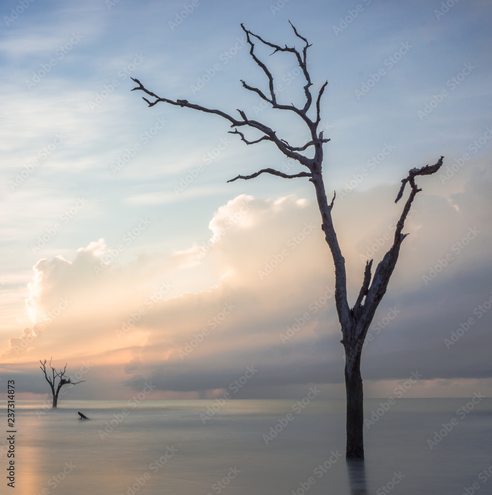dawn and sunrise on a calm and empty beach landscape with dead trees and driftwood on the coast of South Carolina