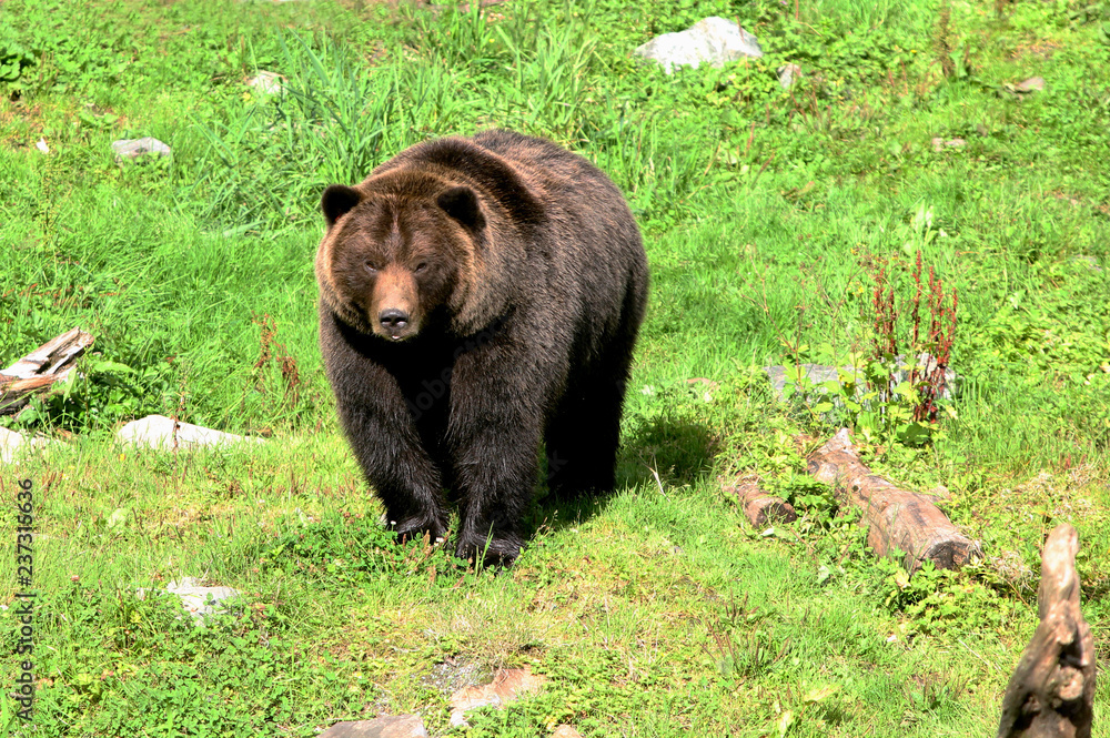 Fototapeta premium A Brown Bear surveys his surroundings in Alaska