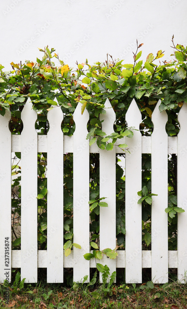 Idyllic fence and hedge Idyllic fence and hedge