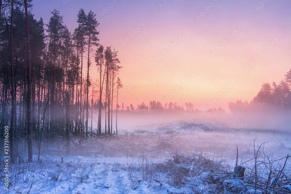 Fototapeta Zimowa przyroda o świcie