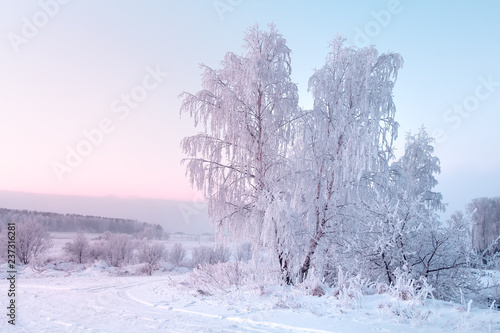 Christmas nature background with frosty tree