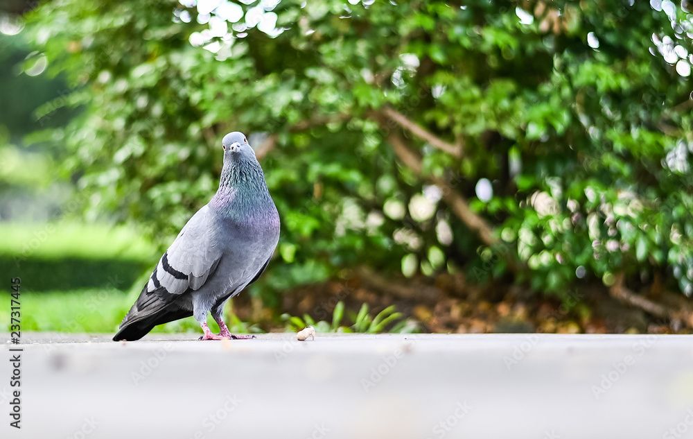 Obraz premium Pigeon or dove bird standing in green park.