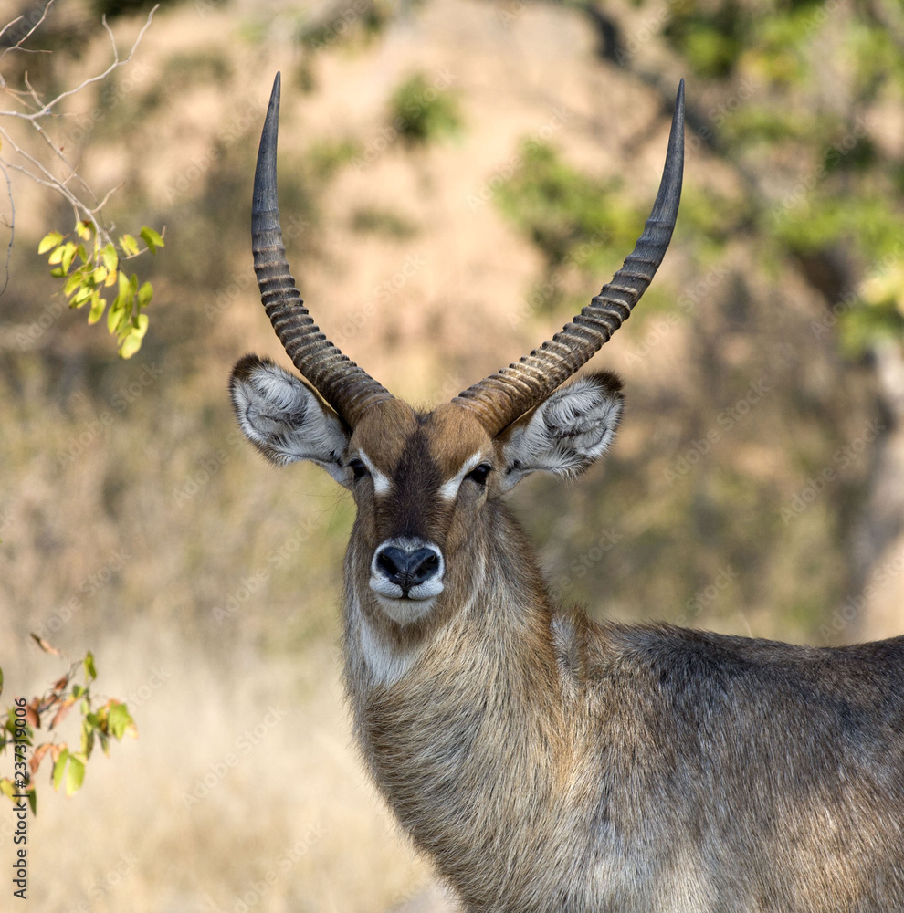 Large male Waterbuck in South Africa Large male Waterbuck in South Africa