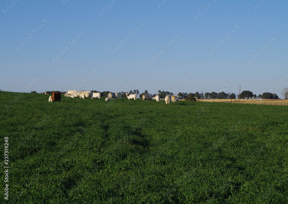 Texas cows grazing on non-native improved pasture vegetation in winter Texas cows grazing on non-native improved pasture vegetation in winter