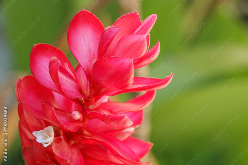 Fototapeta premium Red Ginger at garden