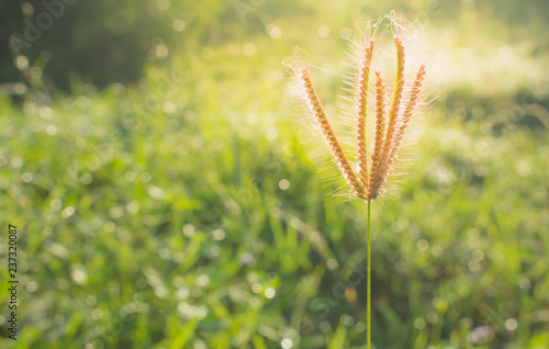 The grass flower close-up in morning meadow blur sunlight background, the nature background