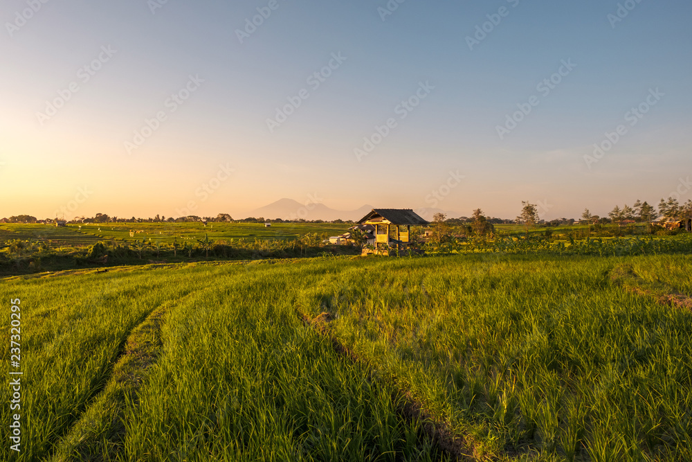 Magic sunset on the sunlit rice field