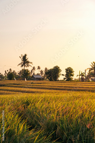 Magic sunset on the sunlit rice field