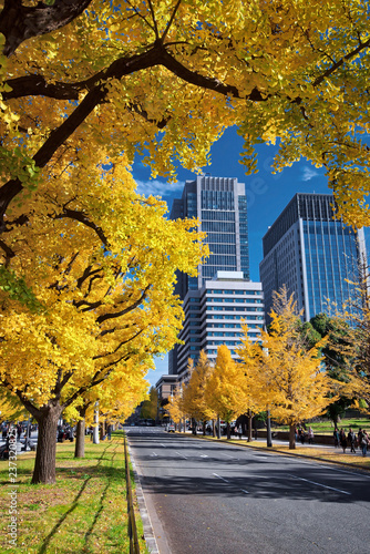 Photography Marunouchi, Tokyo's Central Business District, in autumn