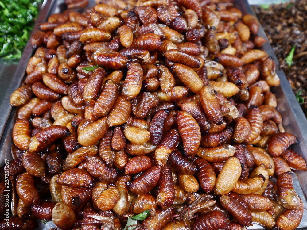 Fried insect as food,strange food in thai some people eat it as snack Fried insect as food,strange food in thai some people eat it as snack