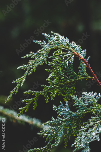 A cedar branch covered in dew  photo