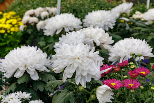 Many white garden chrysanthemum in orangery